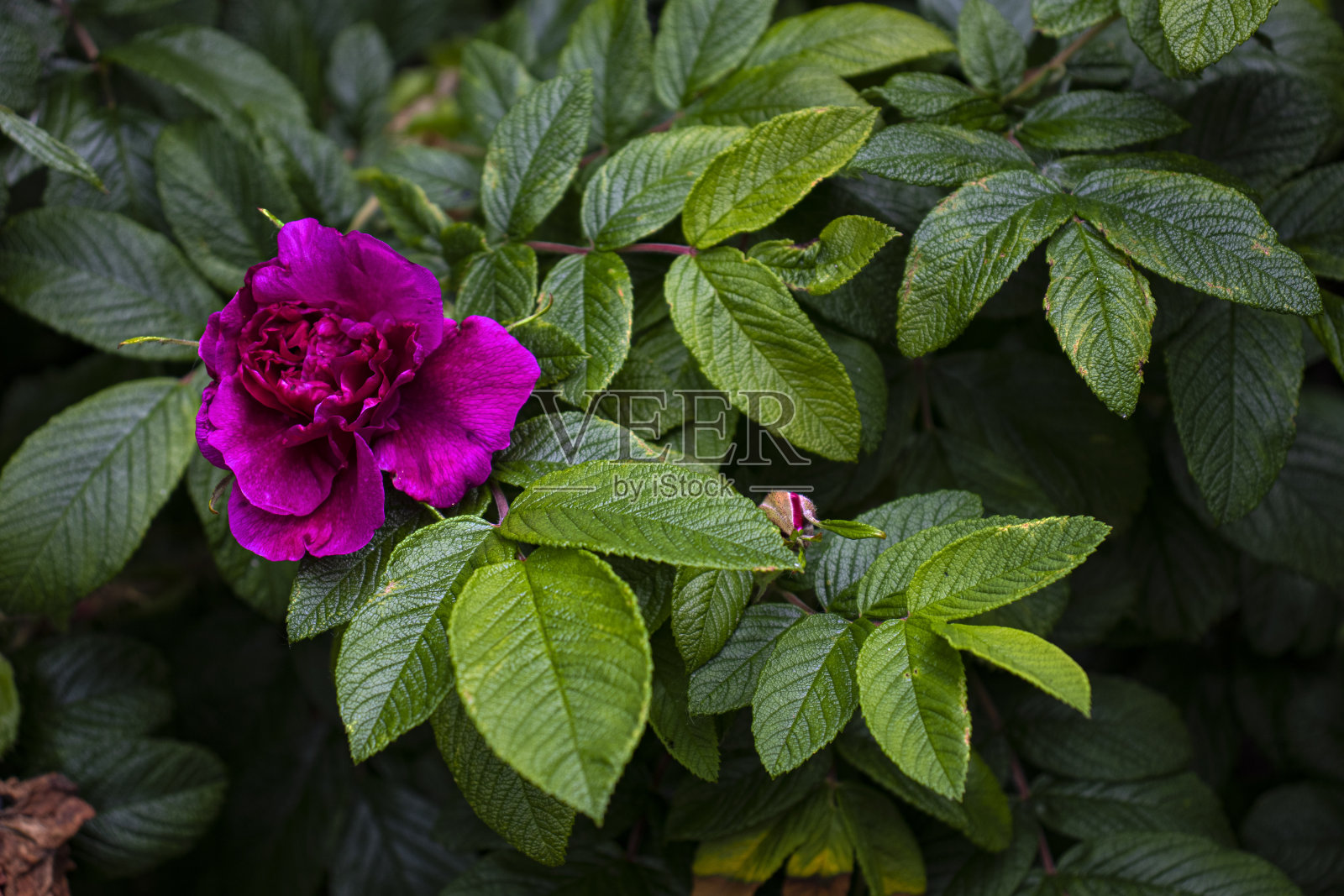 花近粉红色大照片摄影图片