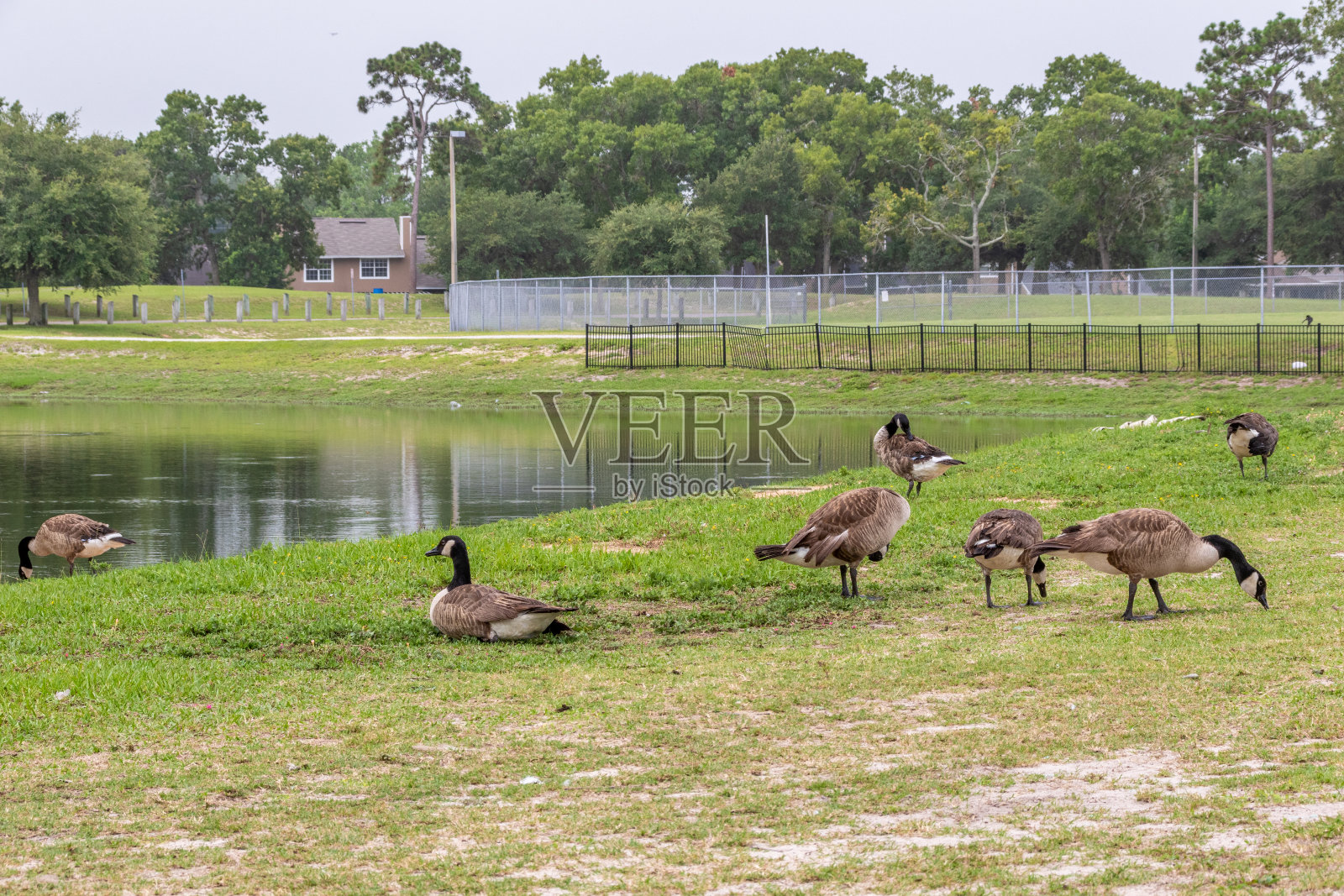 佛罗里达公园里的加拿大鹅照片摄影图片