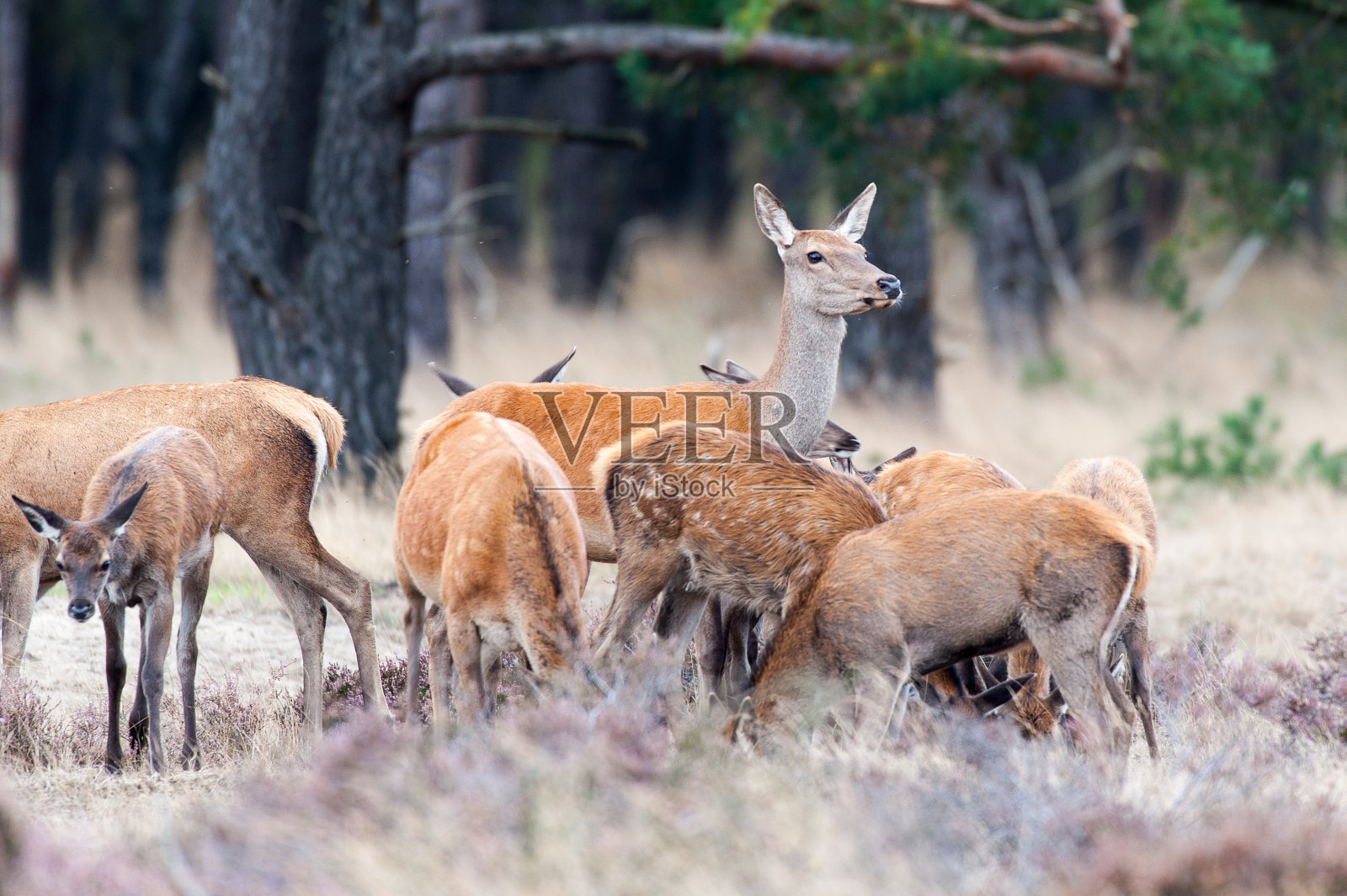一群正在吃草的母马鹿照片摄影图片