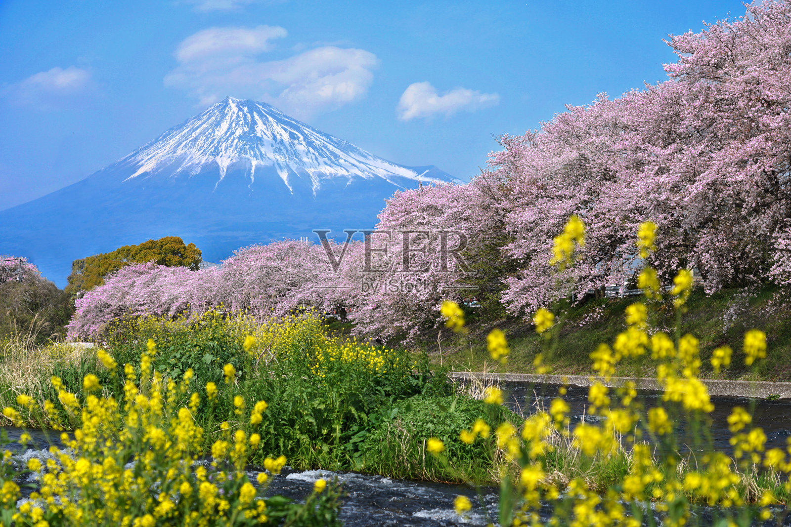樱花和富士山美丽的风景在日本。照片摄影图片
