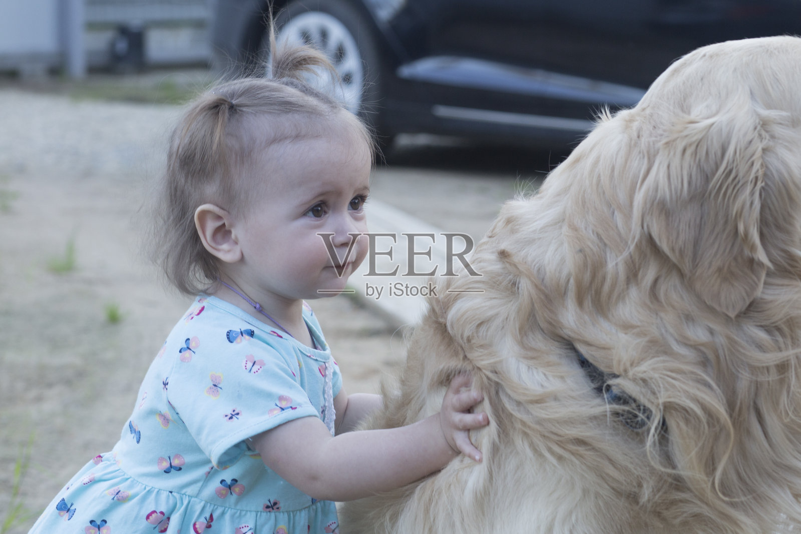 一只狗，一只金毛猎犬和一个小女孩照片摄影图片