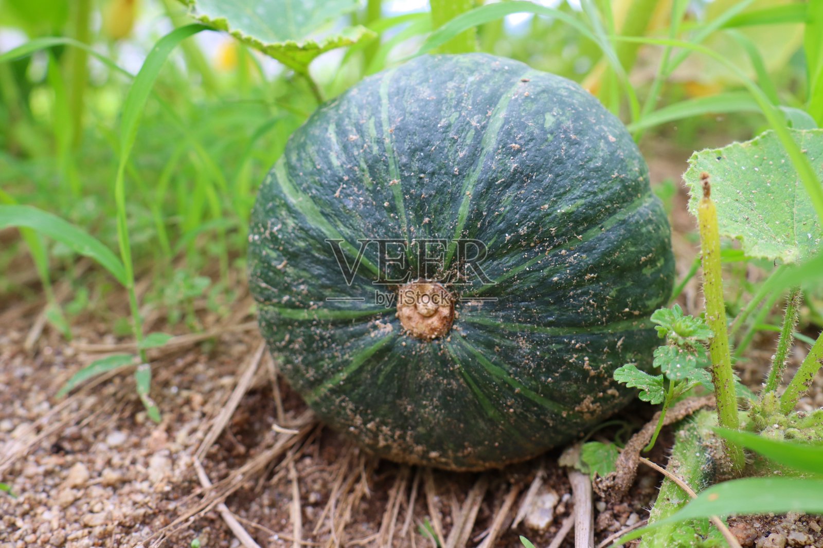 成熟的南瓜照片摄影图片