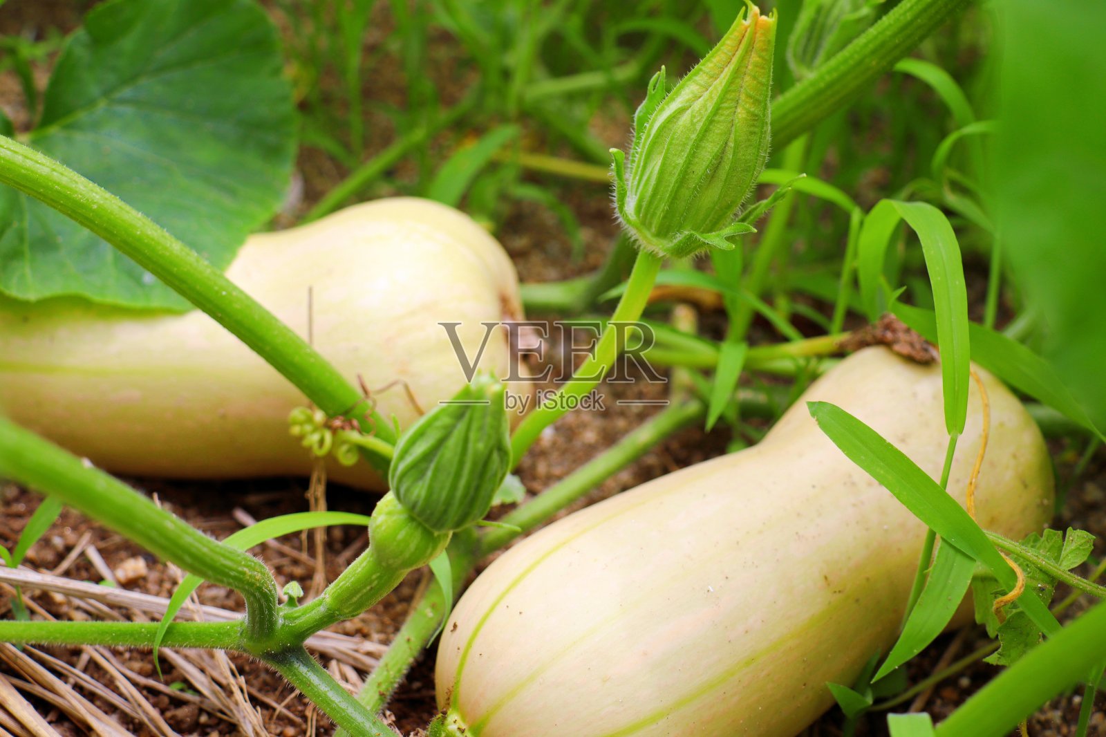 成熟的冬南瓜照片摄影图片