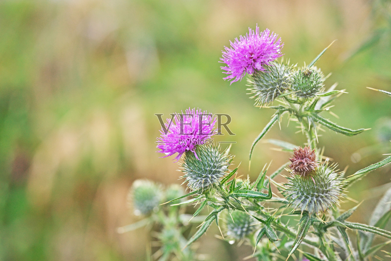 蓟照片摄影图片