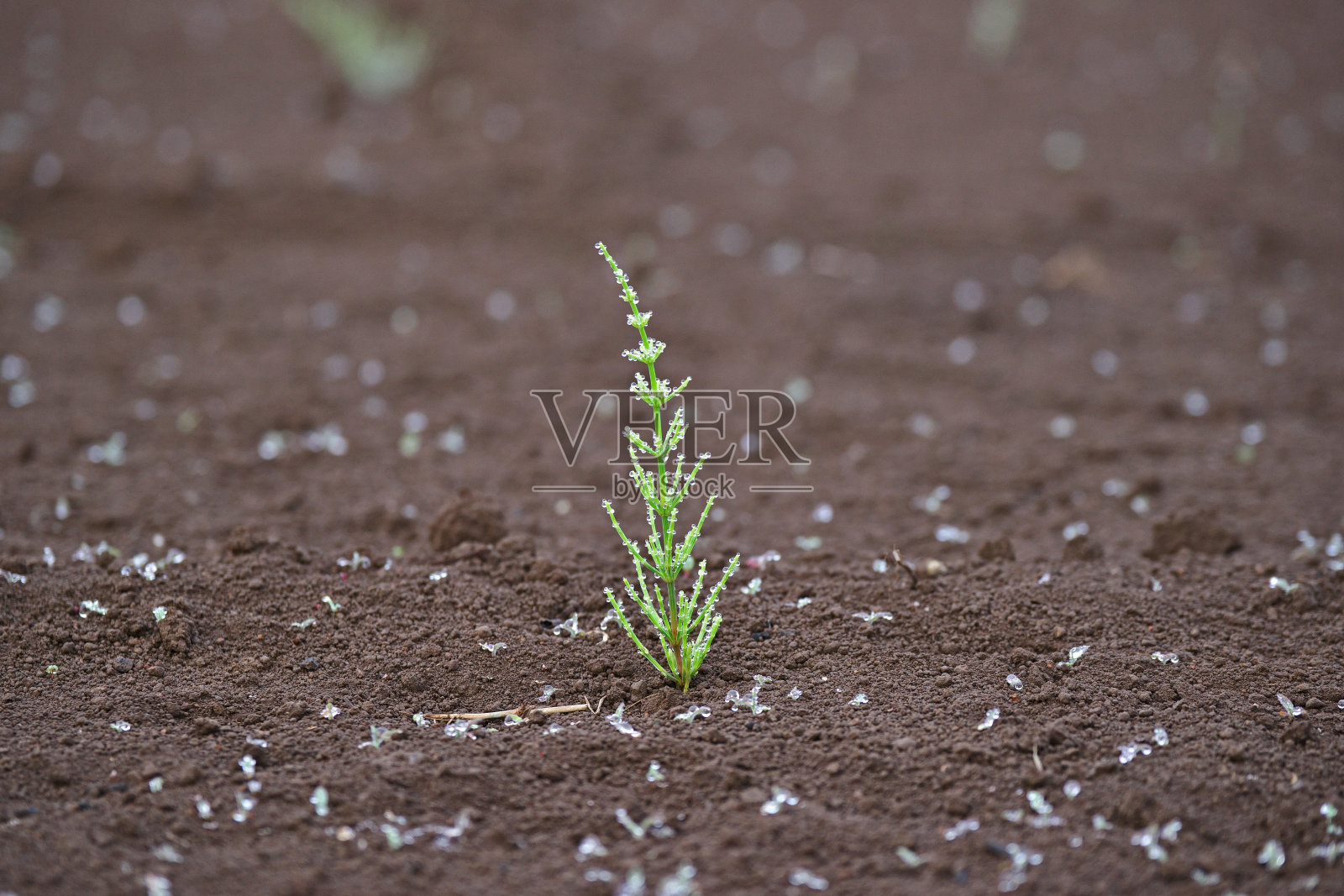 清晨的露珠和问荆照片摄影图片