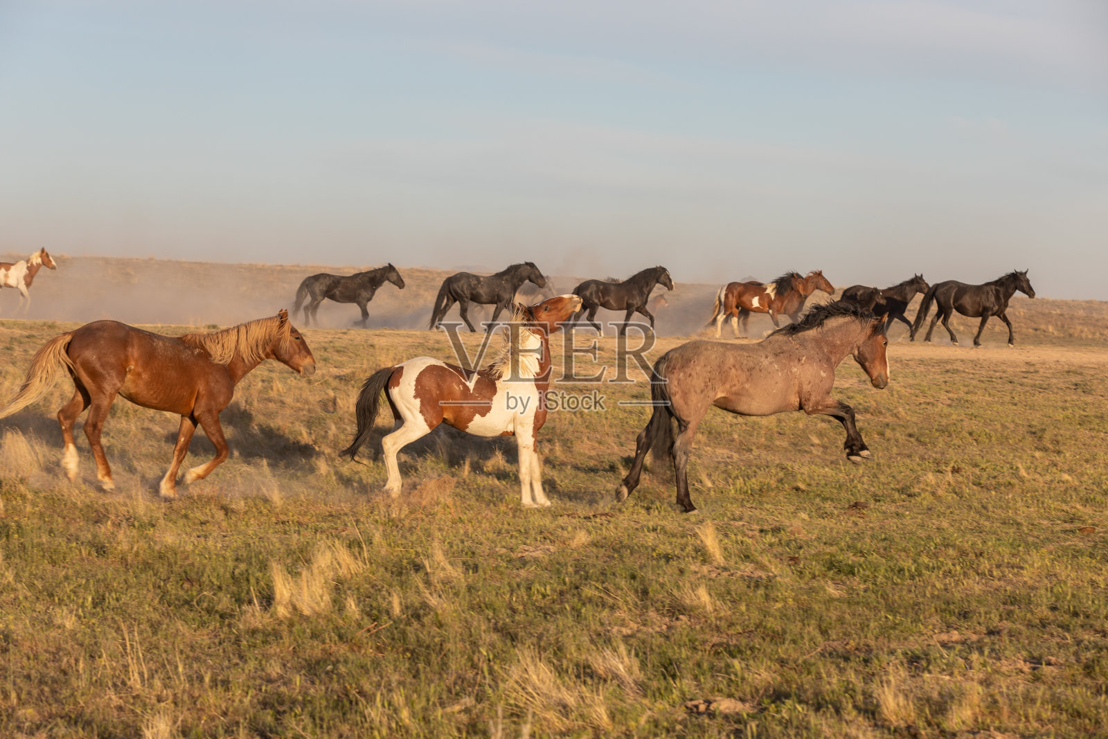 犹他州的野马群照片摄影图片