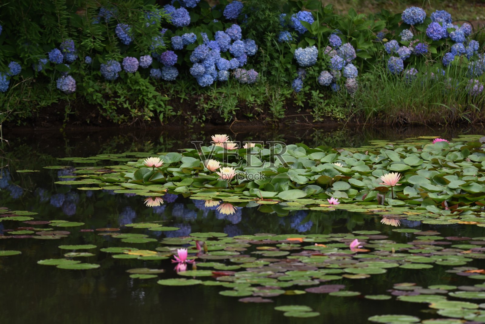 睡莲照片摄影图片