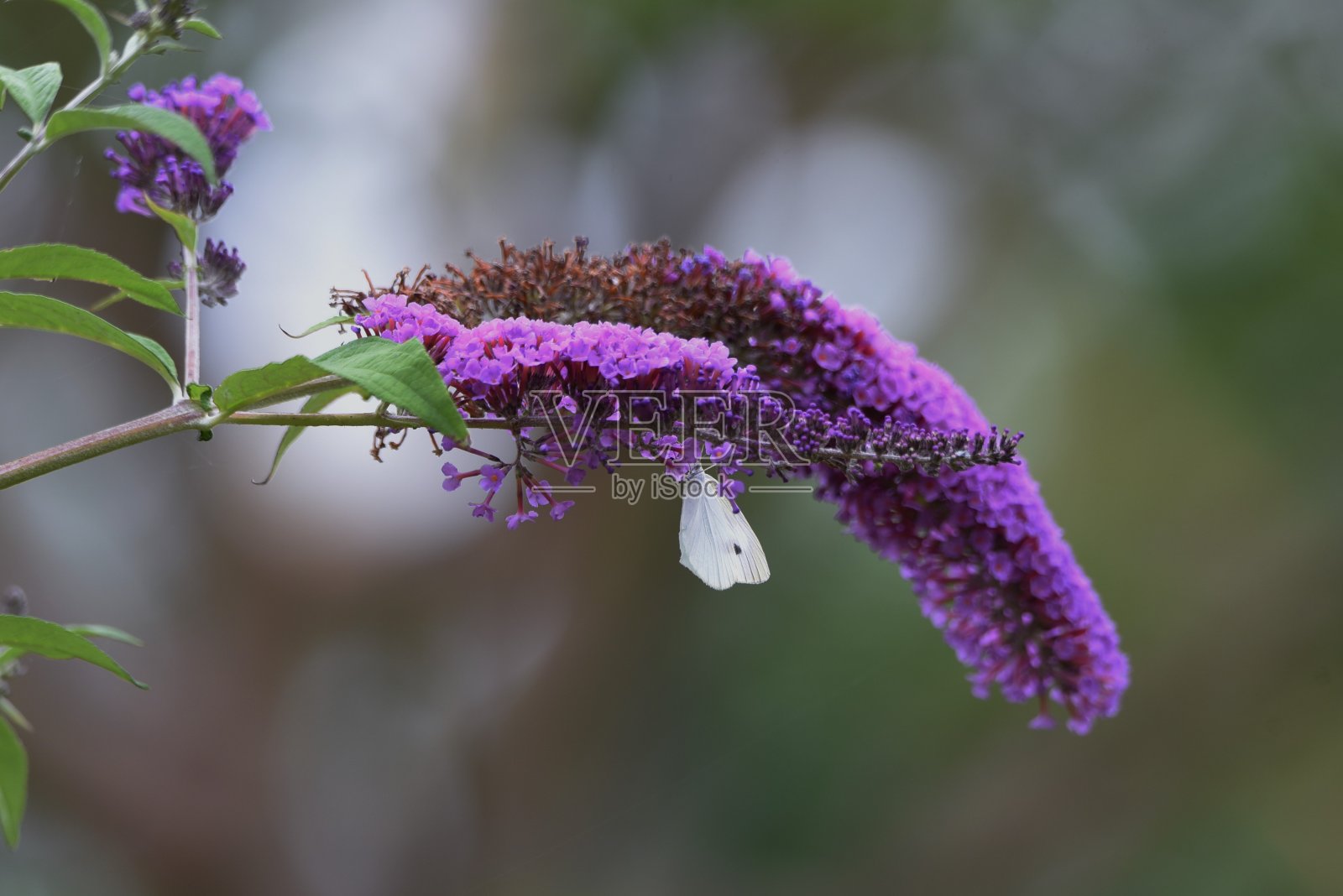 紫花植物特写照片摄影图片