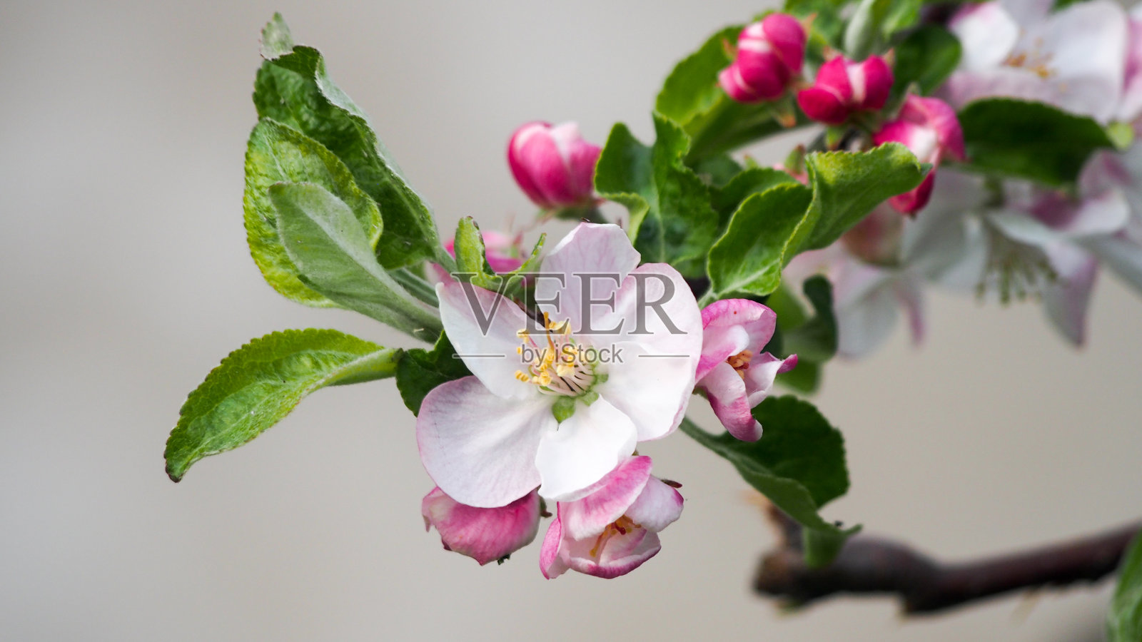 苹果枝，有白色和粉红色的花照片摄影图片