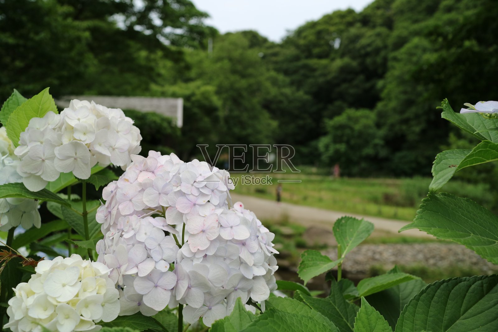 绣球花盛开照片摄影图片
