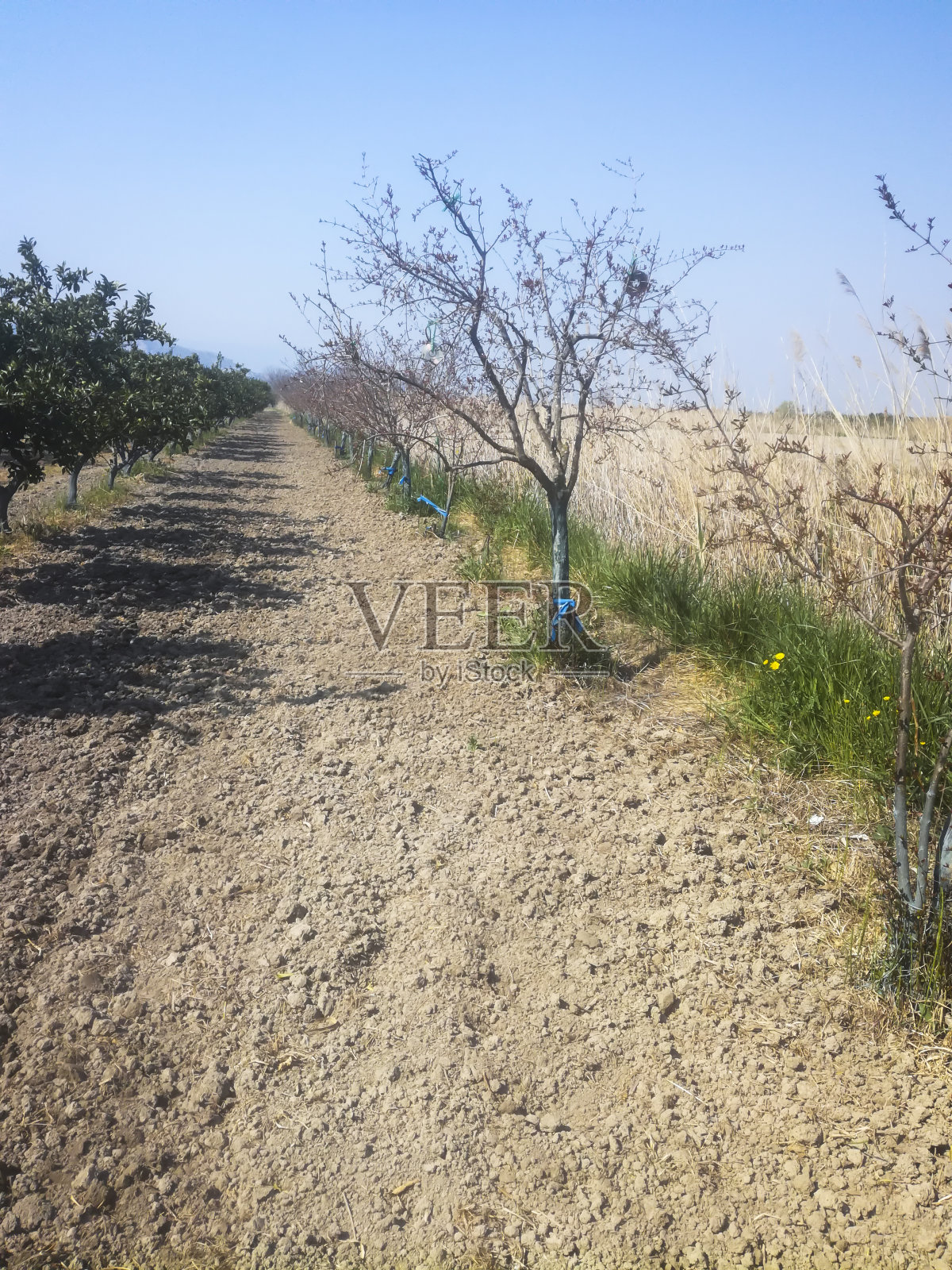 春季冠状病毒肆虐的农田照片摄影图片