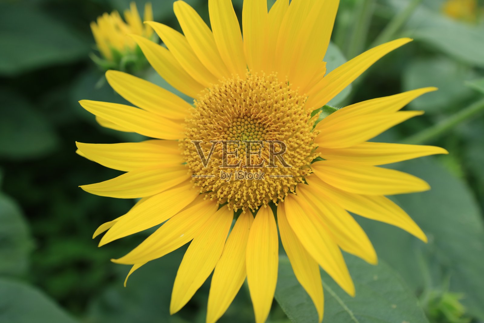 太阳的花花照片摄影图片