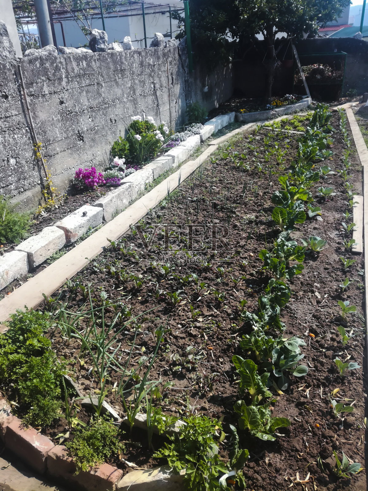 Covid - 19冠状病毒园艺示例照片摄影图片