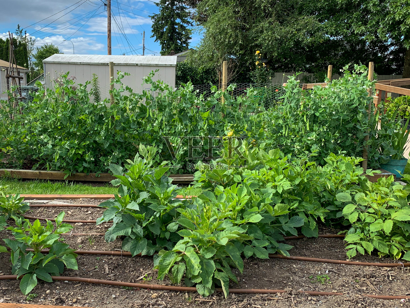 后院花园与大丽花前景和攀缘豌豆在背景照片摄影图片