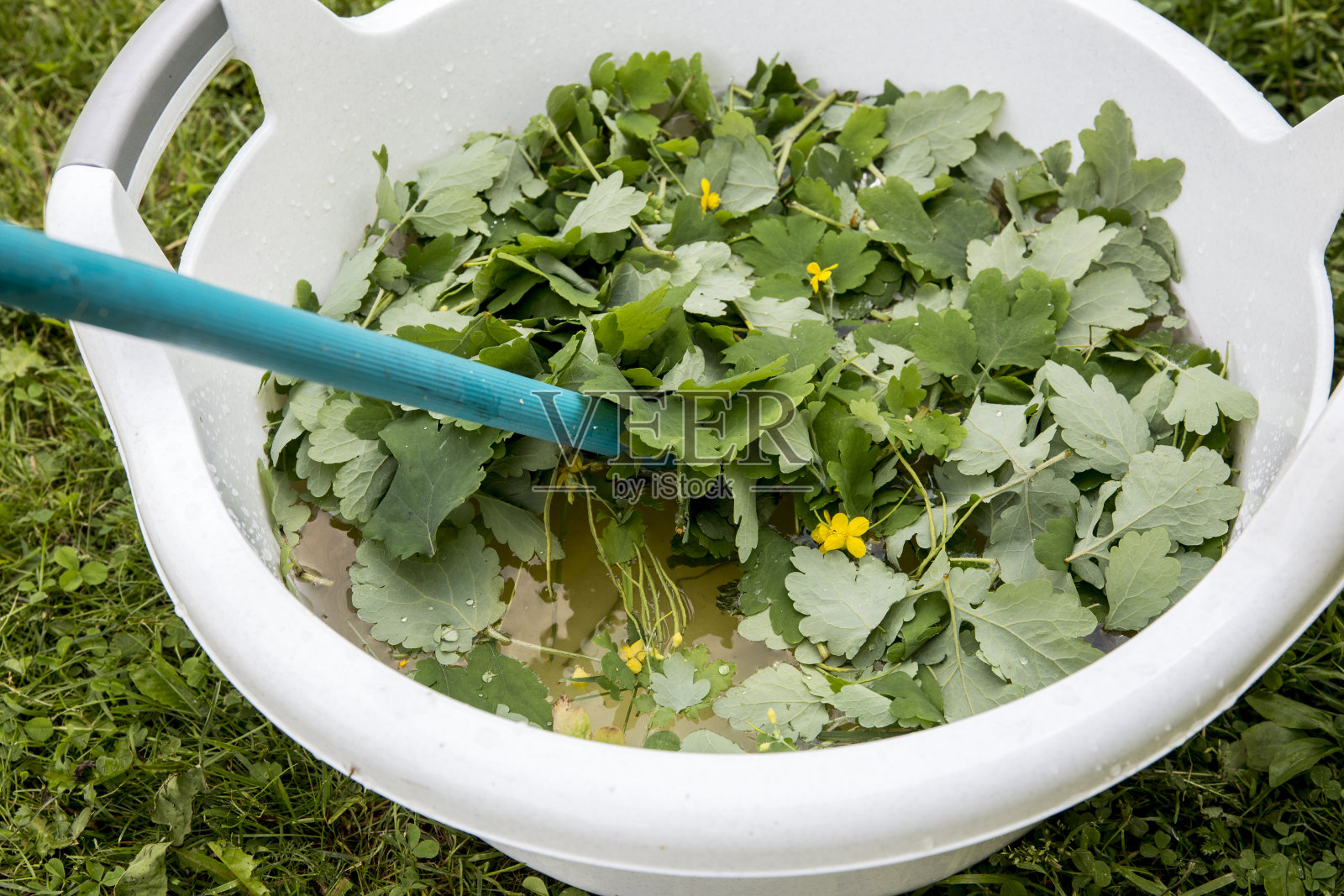 白屈菜叶(也称白屈菜、白屈菜、燕尾草或龙舌兰)浸泡在水中制成无毒的有机驱蚊剂。照片摄影图片