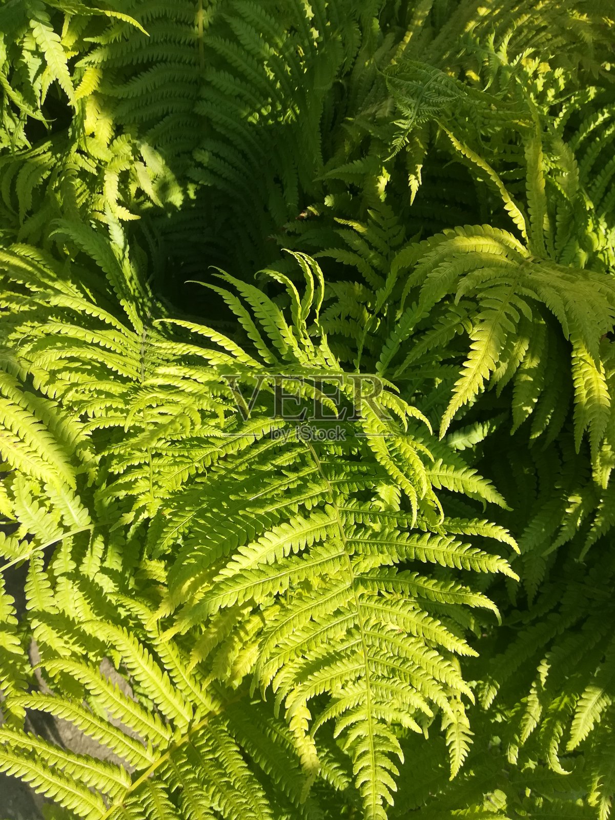绿色的蕨类植物的叶子照片摄影图片