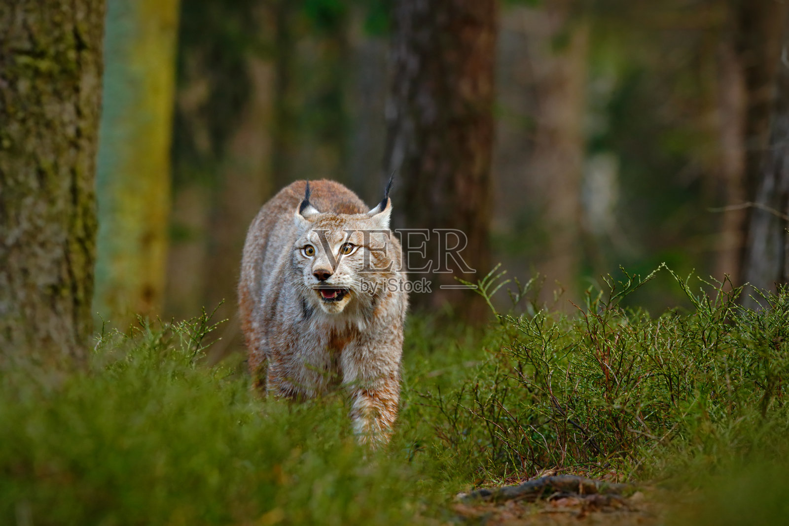 野猫猞猁在自然森林中栖息。欧亚山猫在森林里，躲在草丛里。秋天森林里可爱的猞猁。来自欧洲的野生动物。山猫走在森林小路上。照片摄影图片