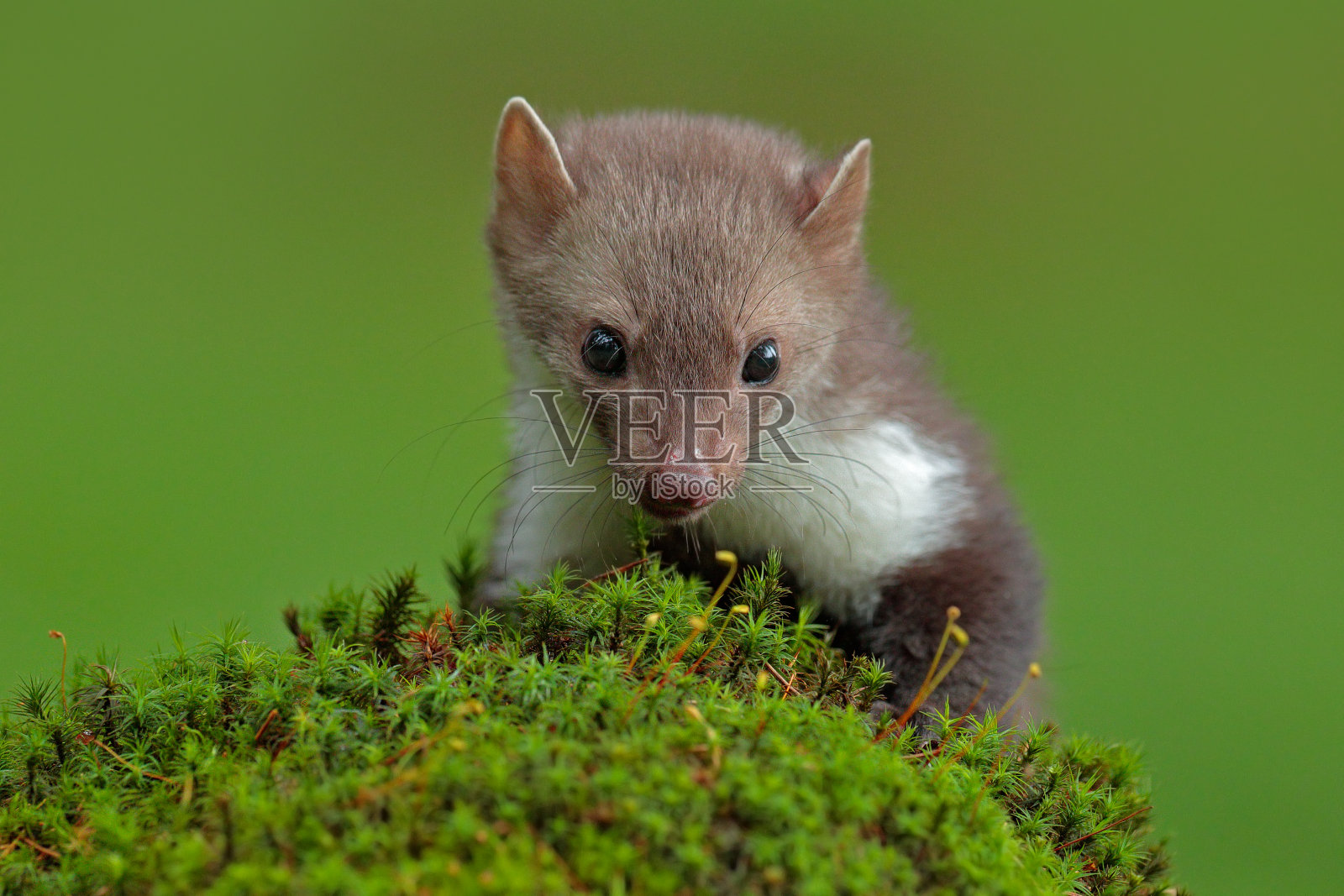 山毛榉貂皮，有清晰的绿色背景。石貂，森林动物详图。小食肉动物坐在美丽的绿色苔藓石在森林。野生动物,法国。照片摄影图片