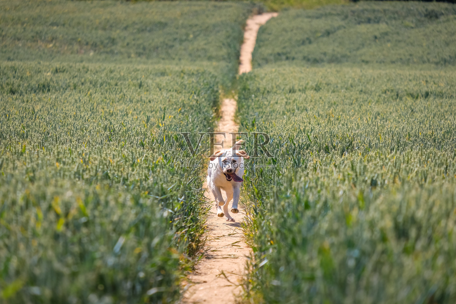 一只拉布拉多猎犬在麦田里散步照片摄影图片
