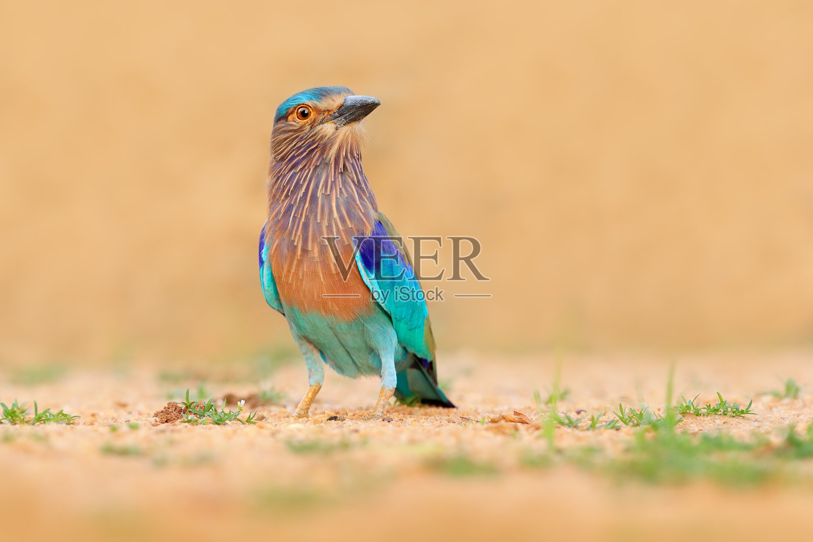 来自亚洲斯里兰卡的滚轮。颜色很好，浅蓝色的鸟印罗拉坐在沙路上用草，模糊的黄色背景。在亚洲观鸟。色彩斑斓的鸟在大自然的栖息地照片摄影图片