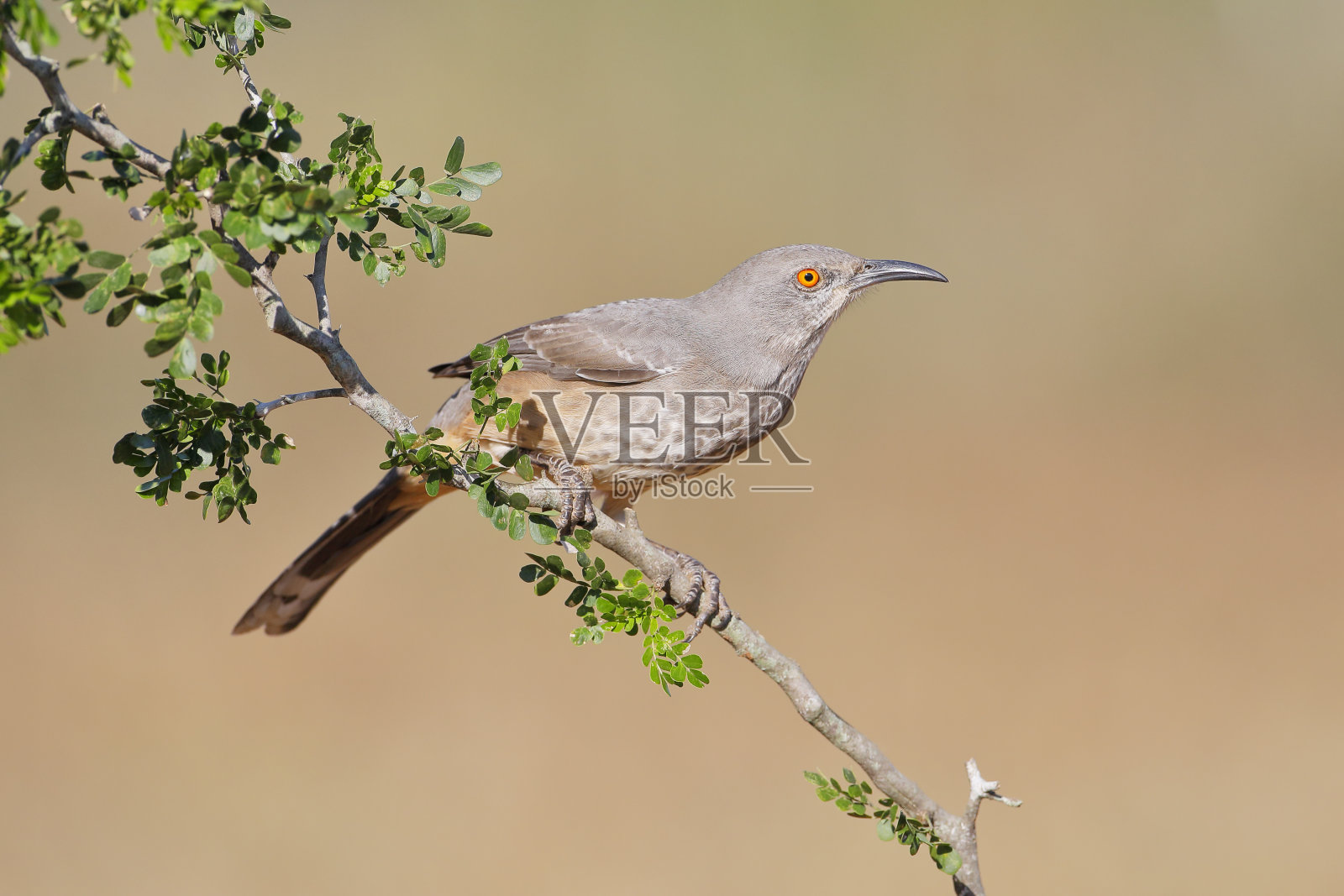 弯嘴长尾犬(弓口弓尾犬)，支，美国德克萨斯州南部照片摄影图片