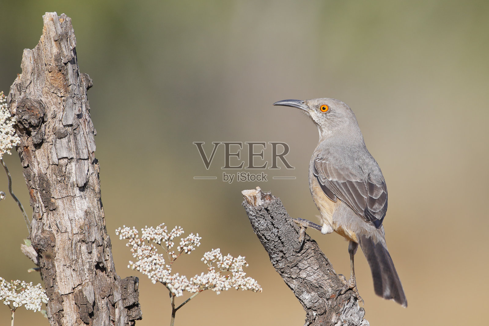曲线嘴鸫鸟(弓口鸫鸟)，南德克萨斯州，美国照片摄影图片