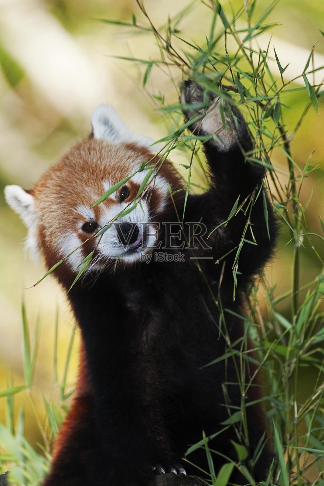 小熊猫，小熊猫，成虫吃竹子照片摄影图片