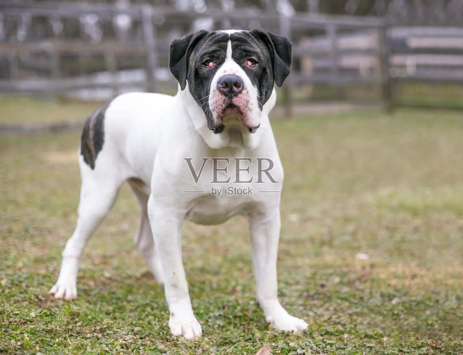 一种獒犬的混合品种，两眼有尼提坦腺下垂或“樱桃眼”照片摄影图片