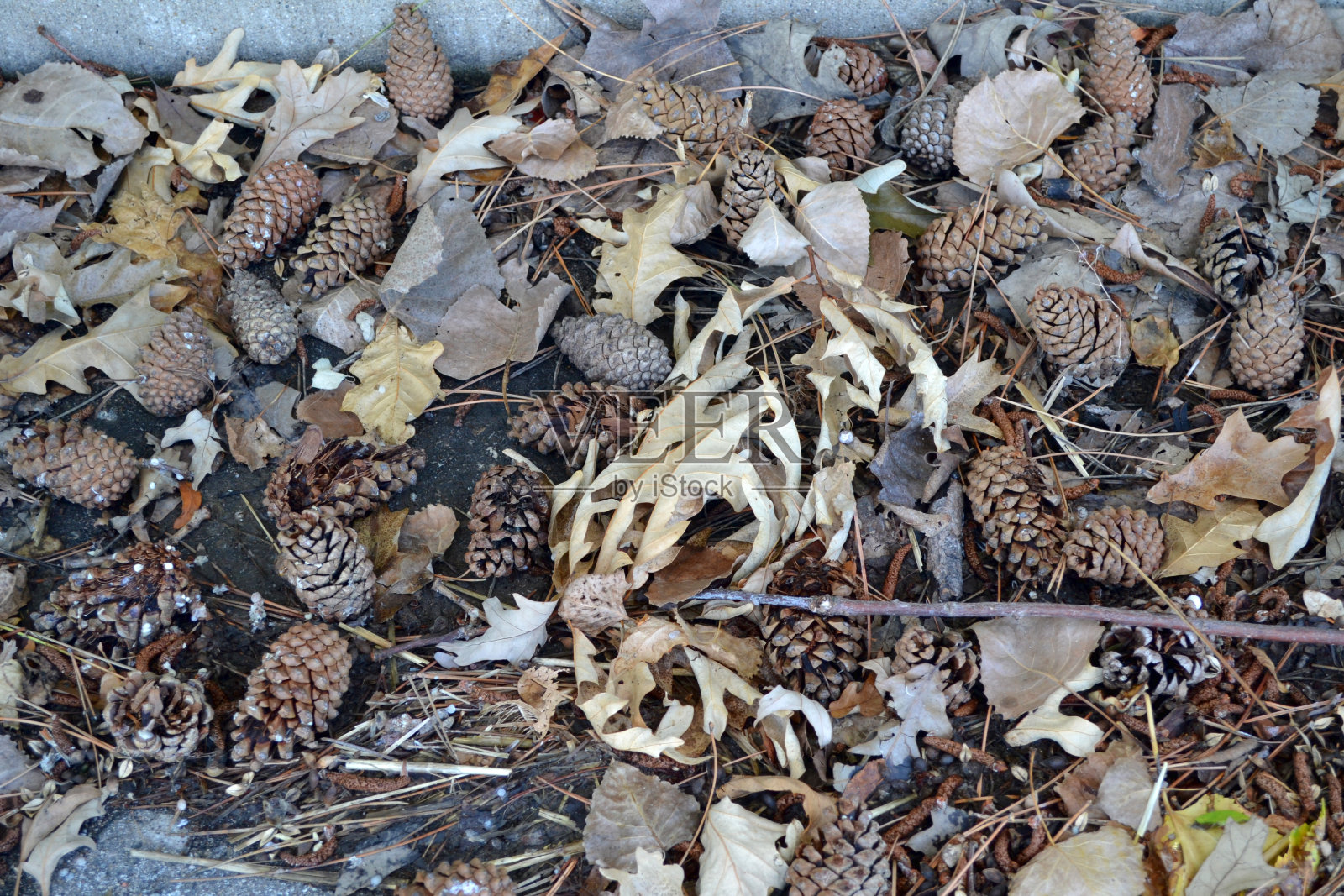 地上一束松果照片摄影图片