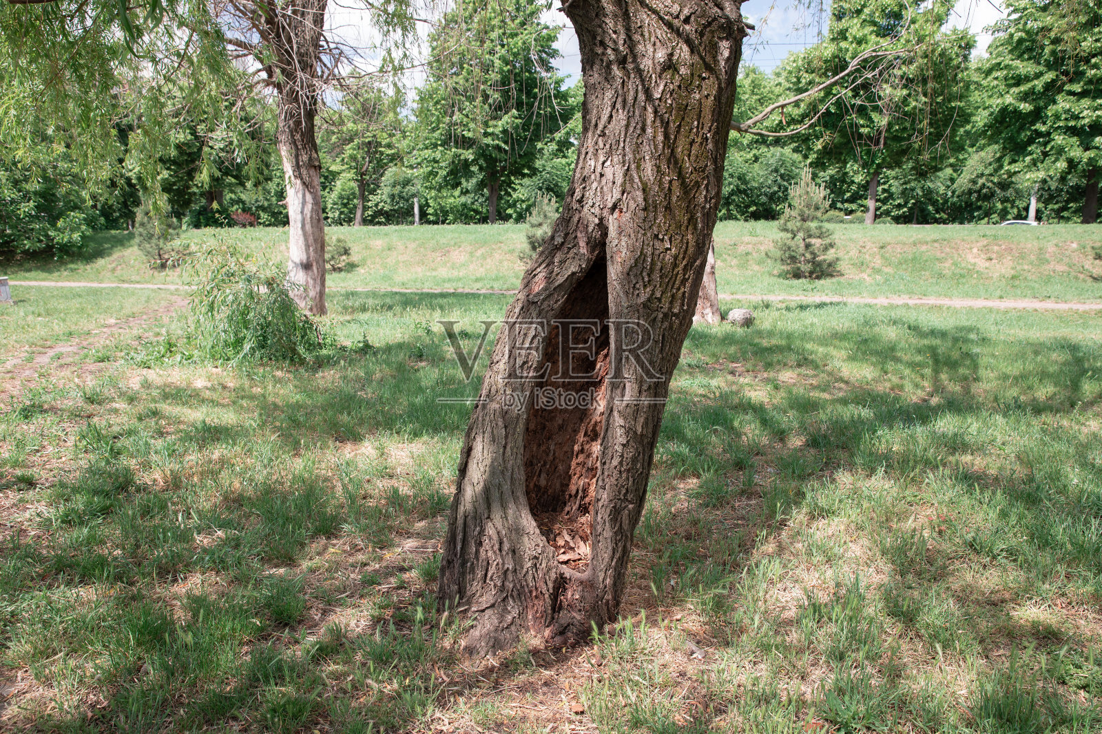 树干上有中空的黑洞。照片摄影图片