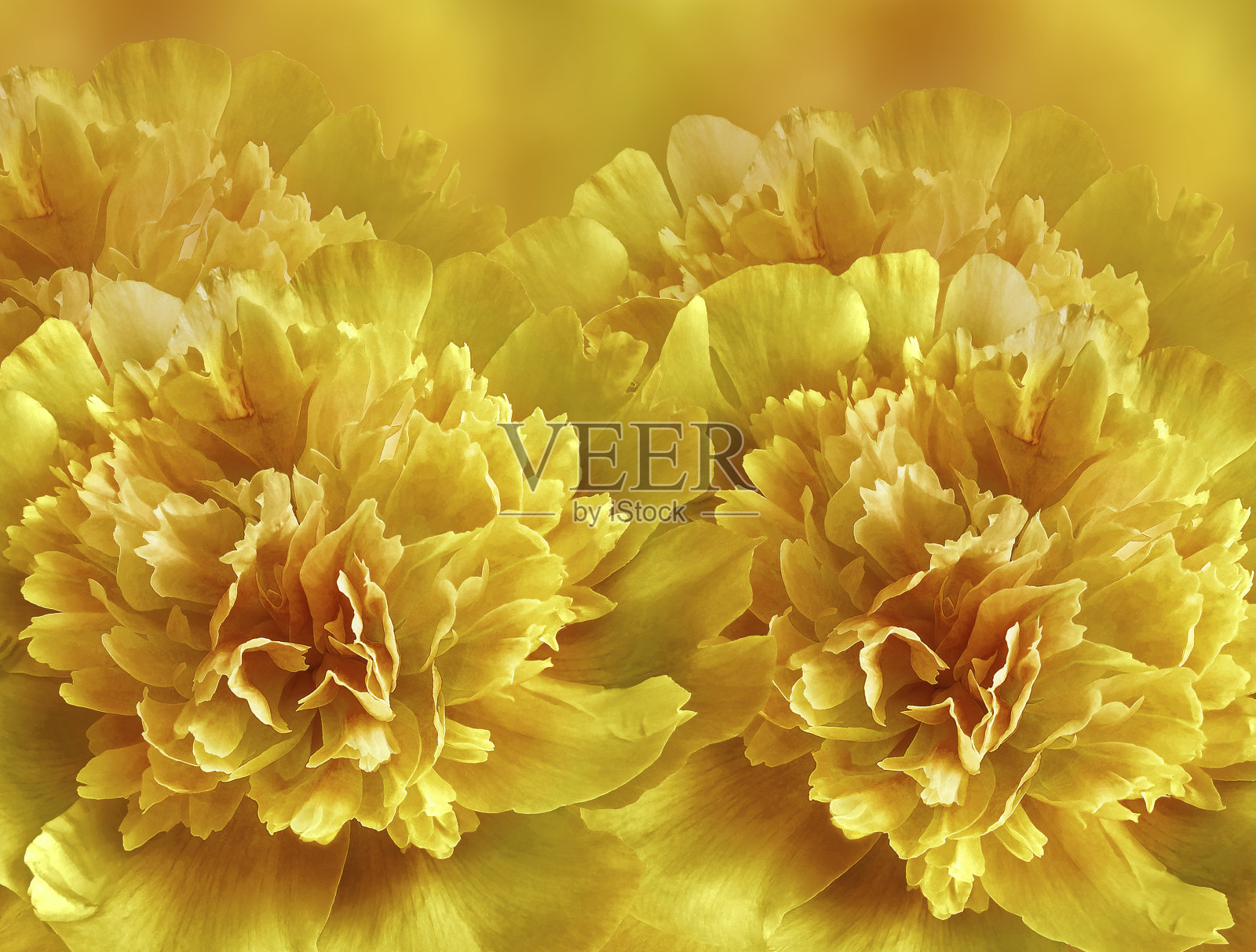 花黄色背景。一束黄色的牡丹。特写镜头。花组成。大自然。照片摄影图片