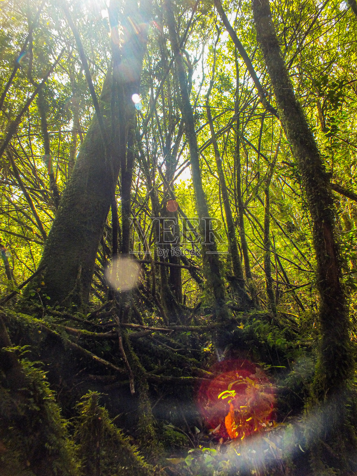 在森林照片摄影图片