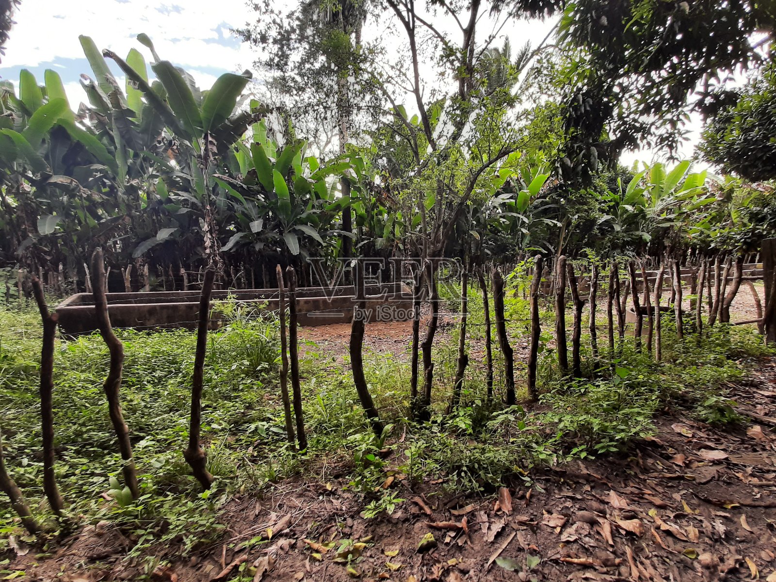 牛畜栏照片摄影图片