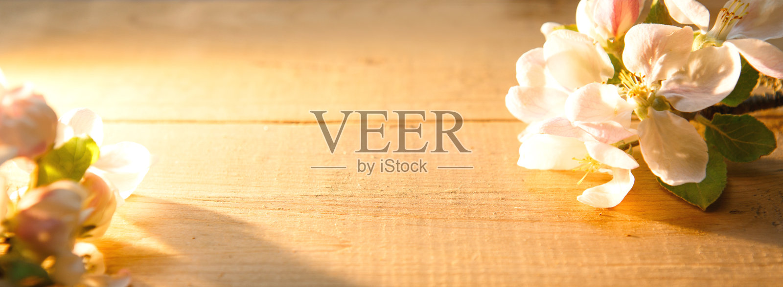 白色的苹果花和花瓣在木制的背景上。照片摄影图片