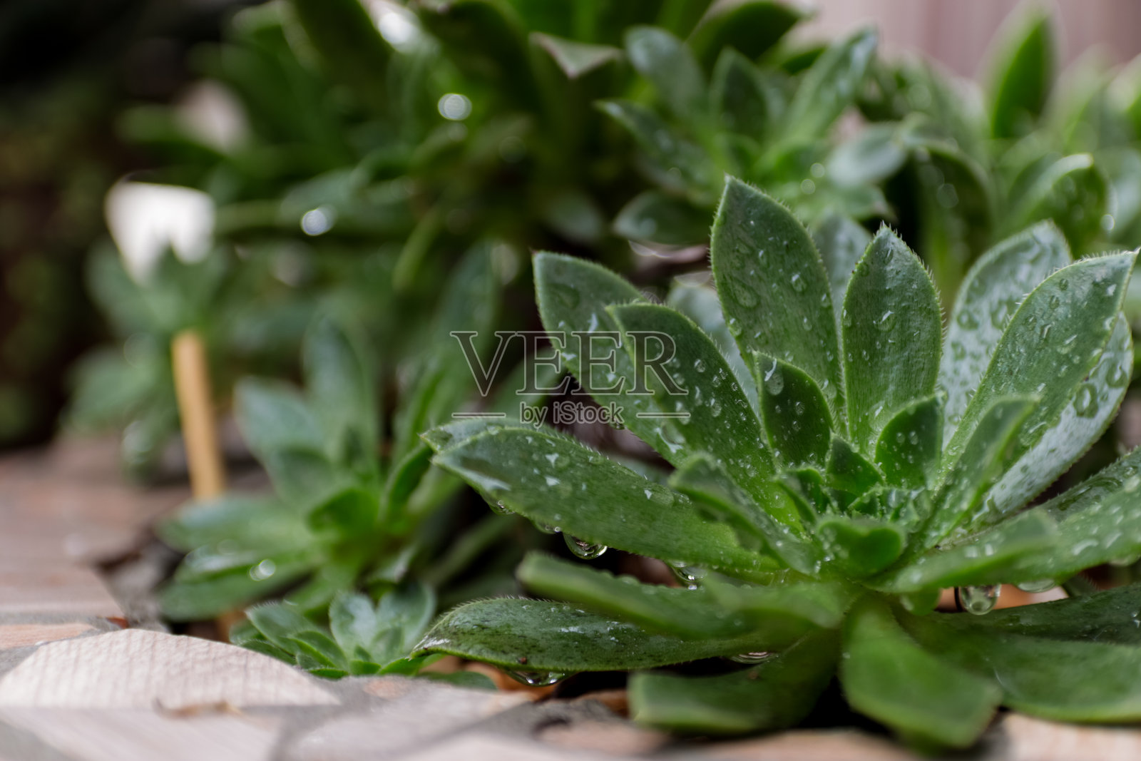 多汁的植物照片摄影图片