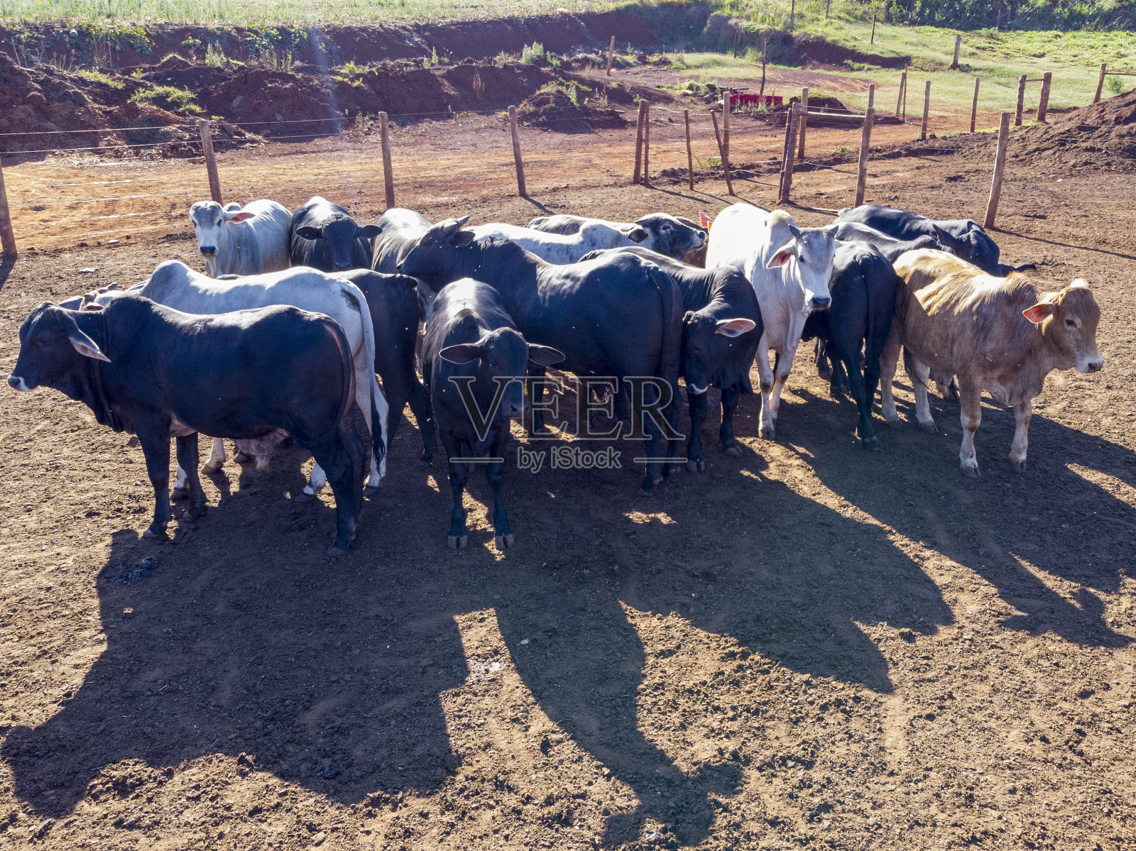 牲畜被关，牛，牛，晴天照片摄影图片