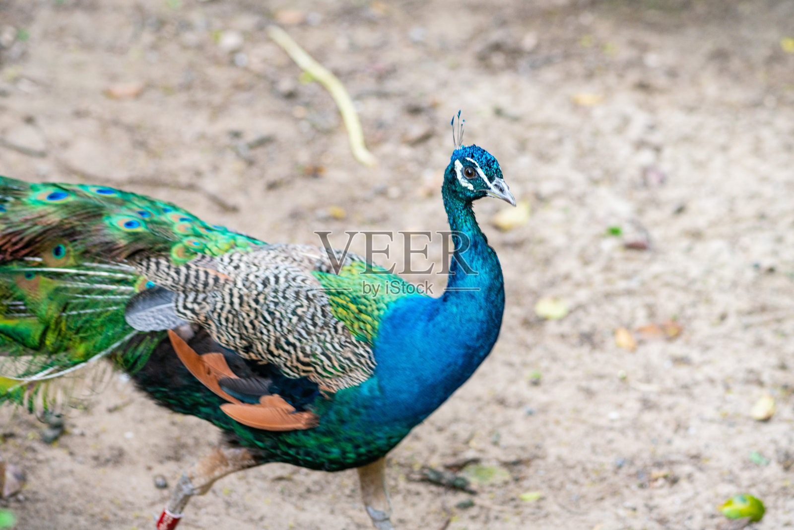蓝孔雀照片摄影图片