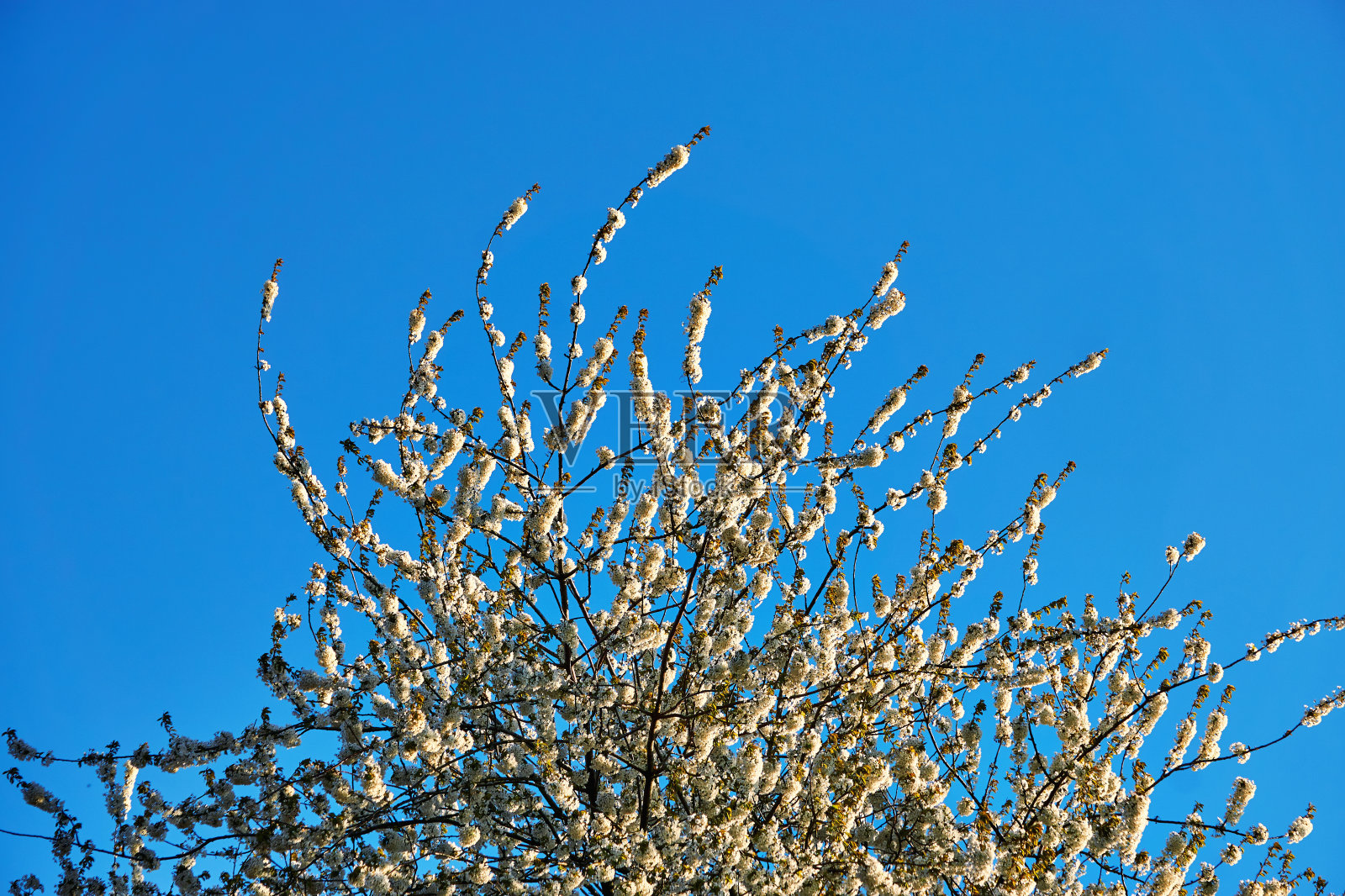 樱花与蓝色背景和复制空间。照片摄影图片