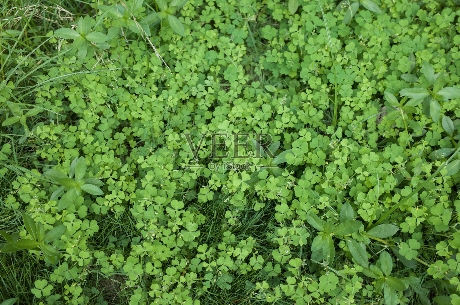 绿色的三叶草叶子的背景。可爱的绿色三叶草叶子。幸运的四叶草。照片摄影图片