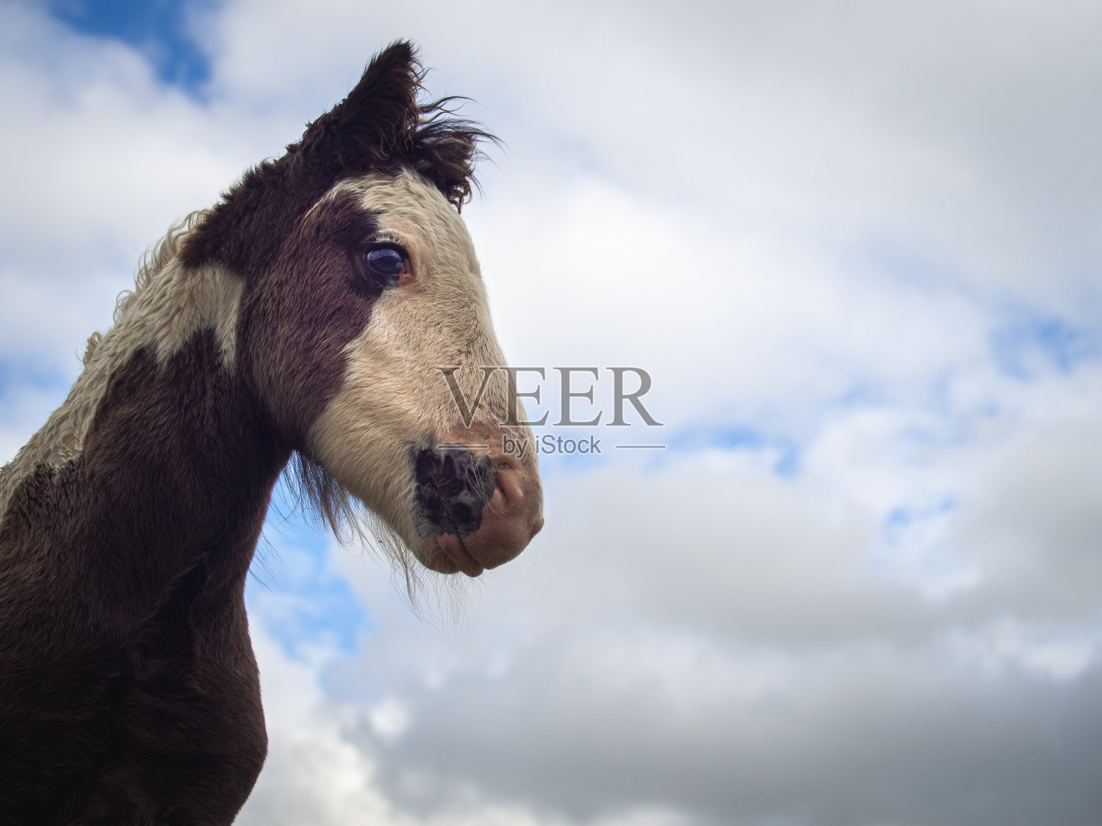 新生的小马驹照片摄影图片