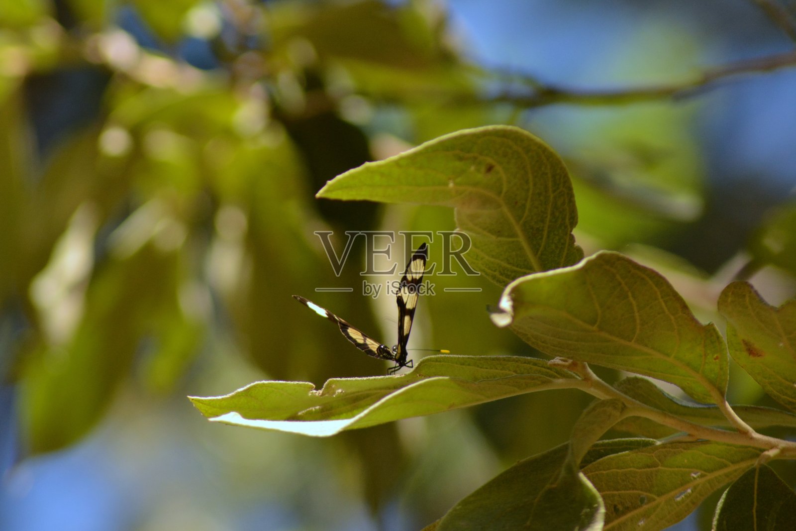 蝴蝶照片摄影图片
