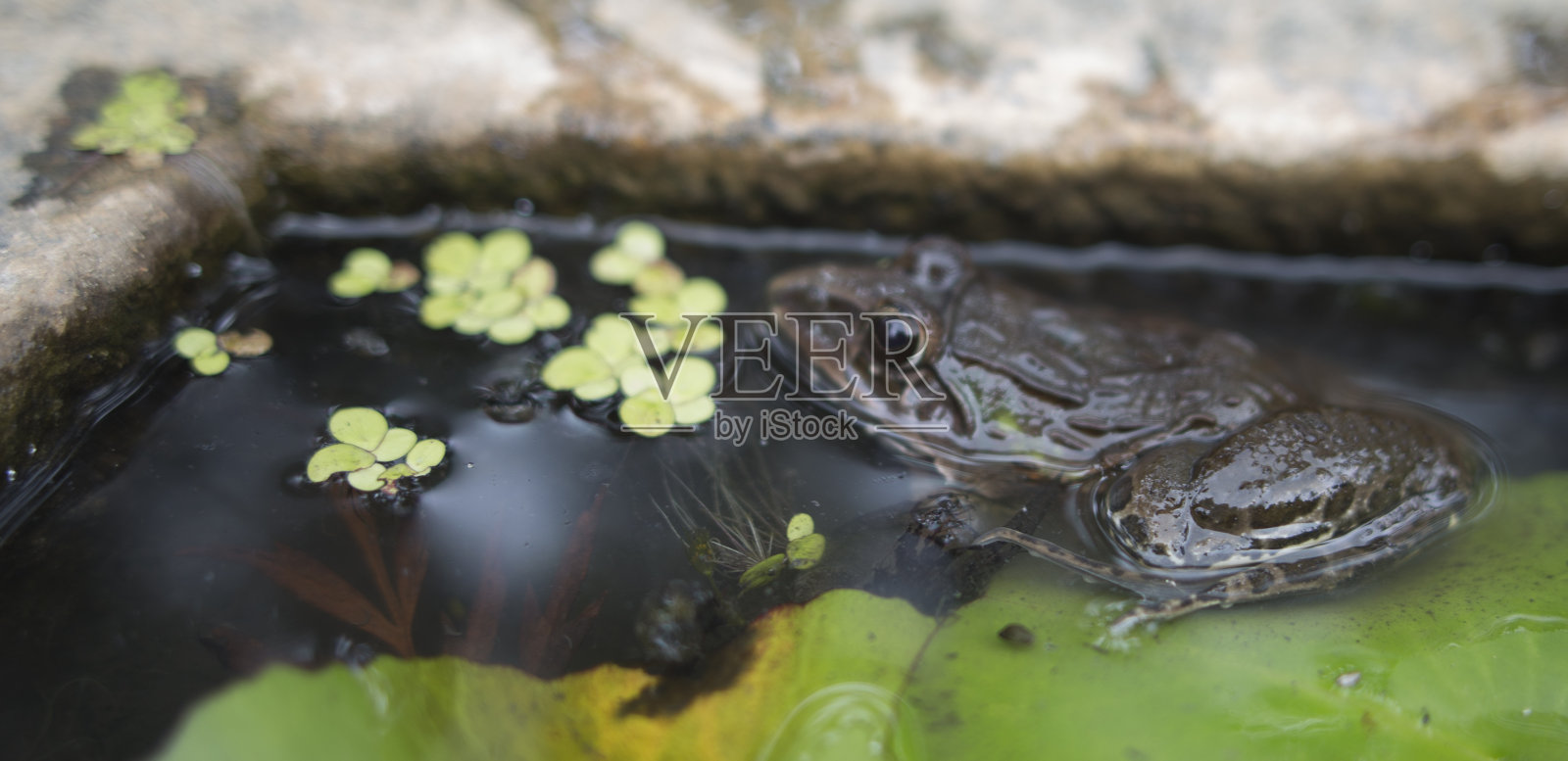 水中的青蛙照片摄影图片