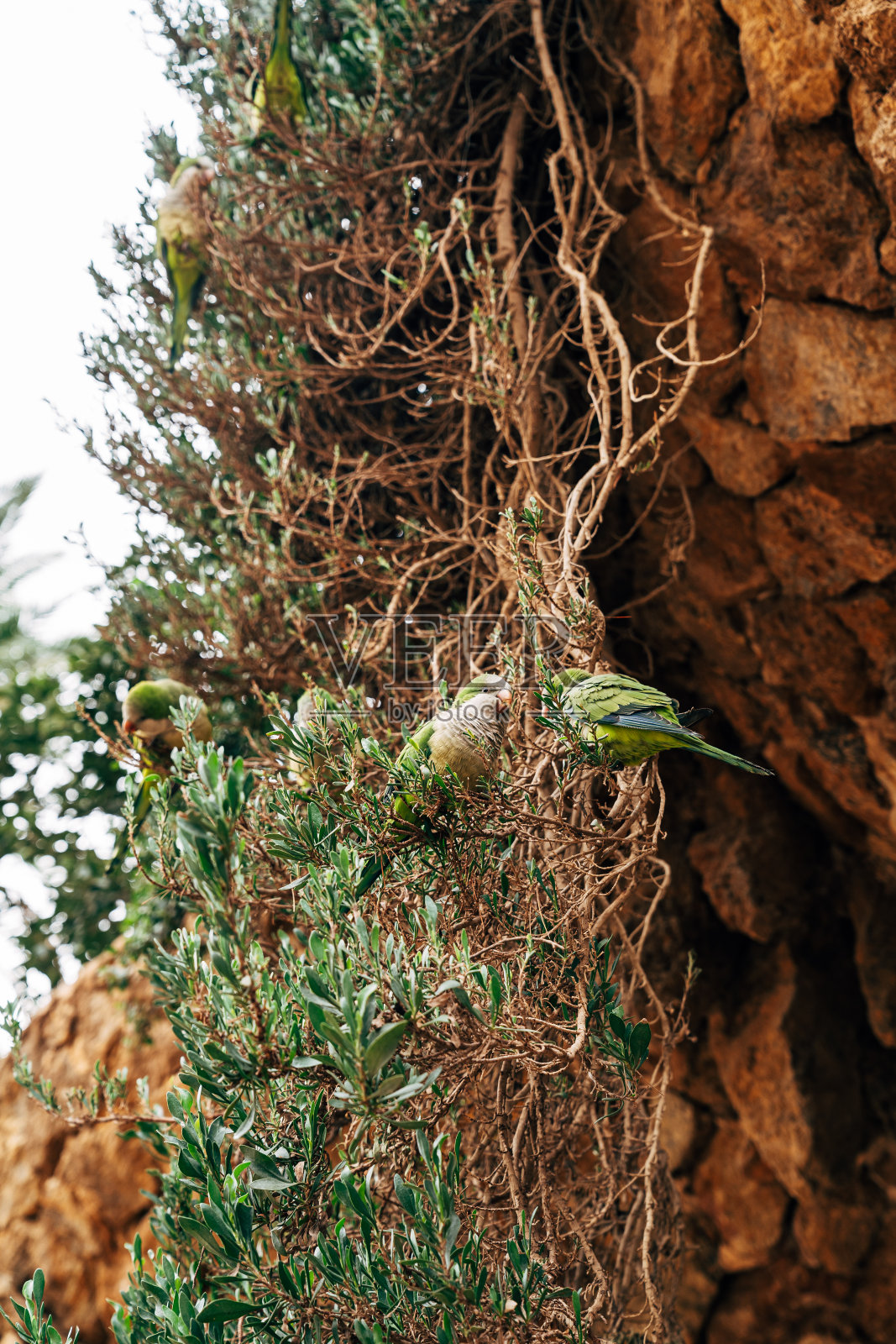 西班牙巴塞罗那，海鸥公园里的绿鹦鹉和尚，或叫卡利塔，或叫莫纳库斯。照片摄影图片