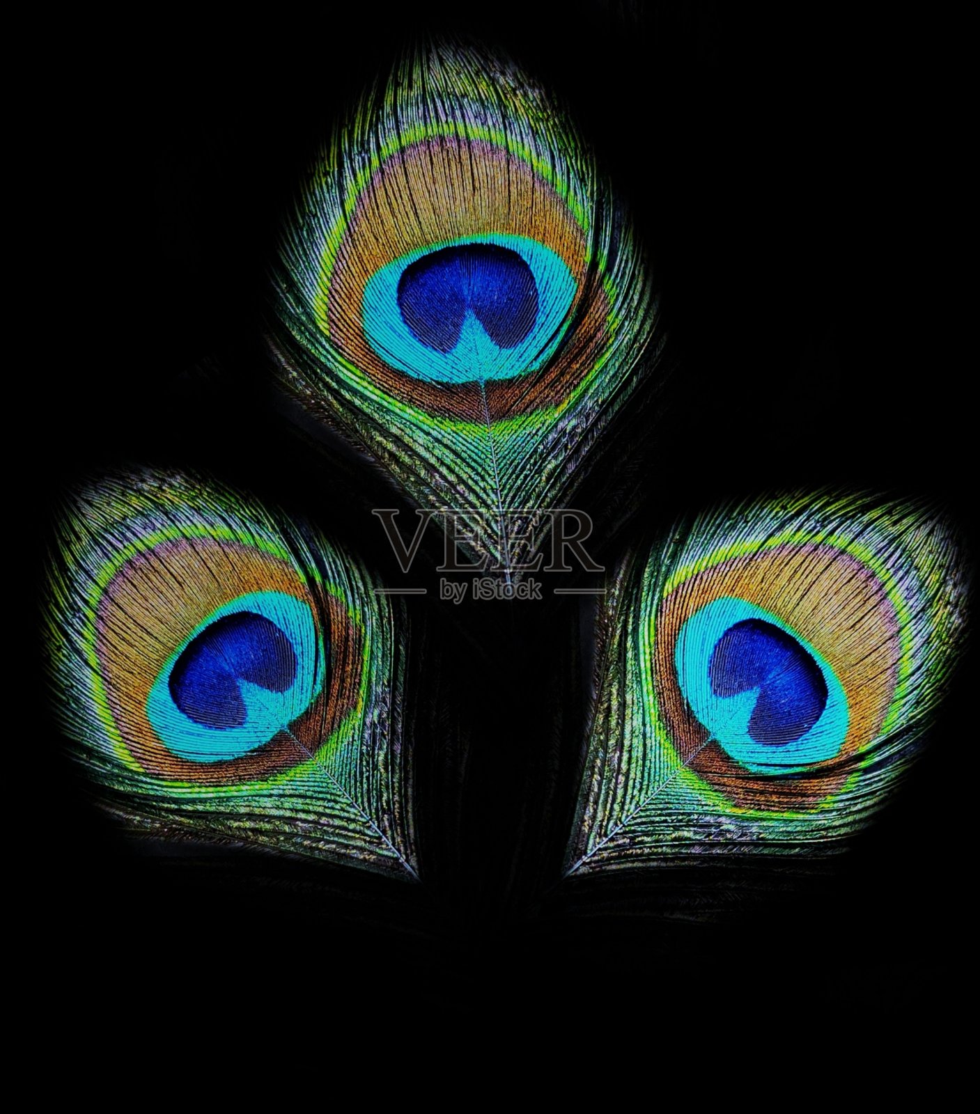 美丽的孔雀羽毛照片摄影图片