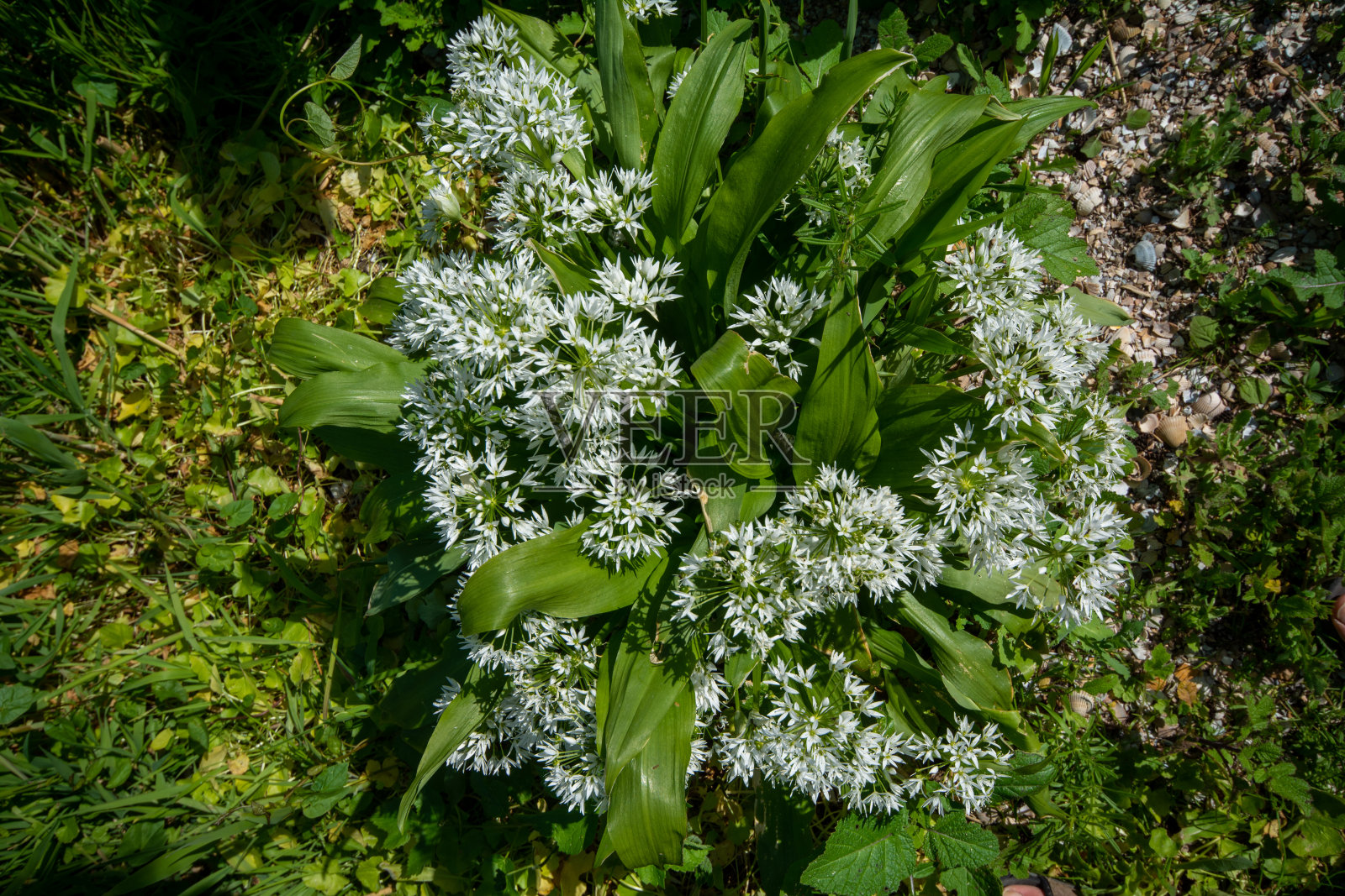 葱或野生大蒜照片摄影图片