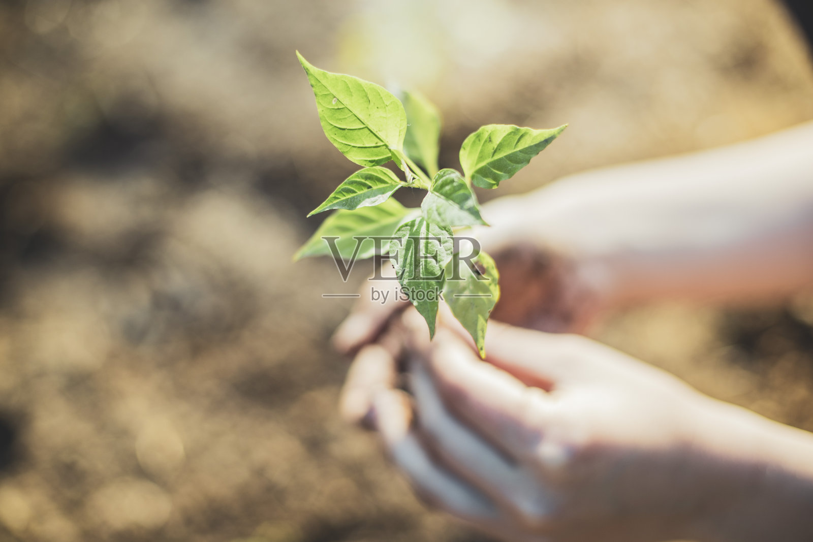 让阳光照片摄影图片