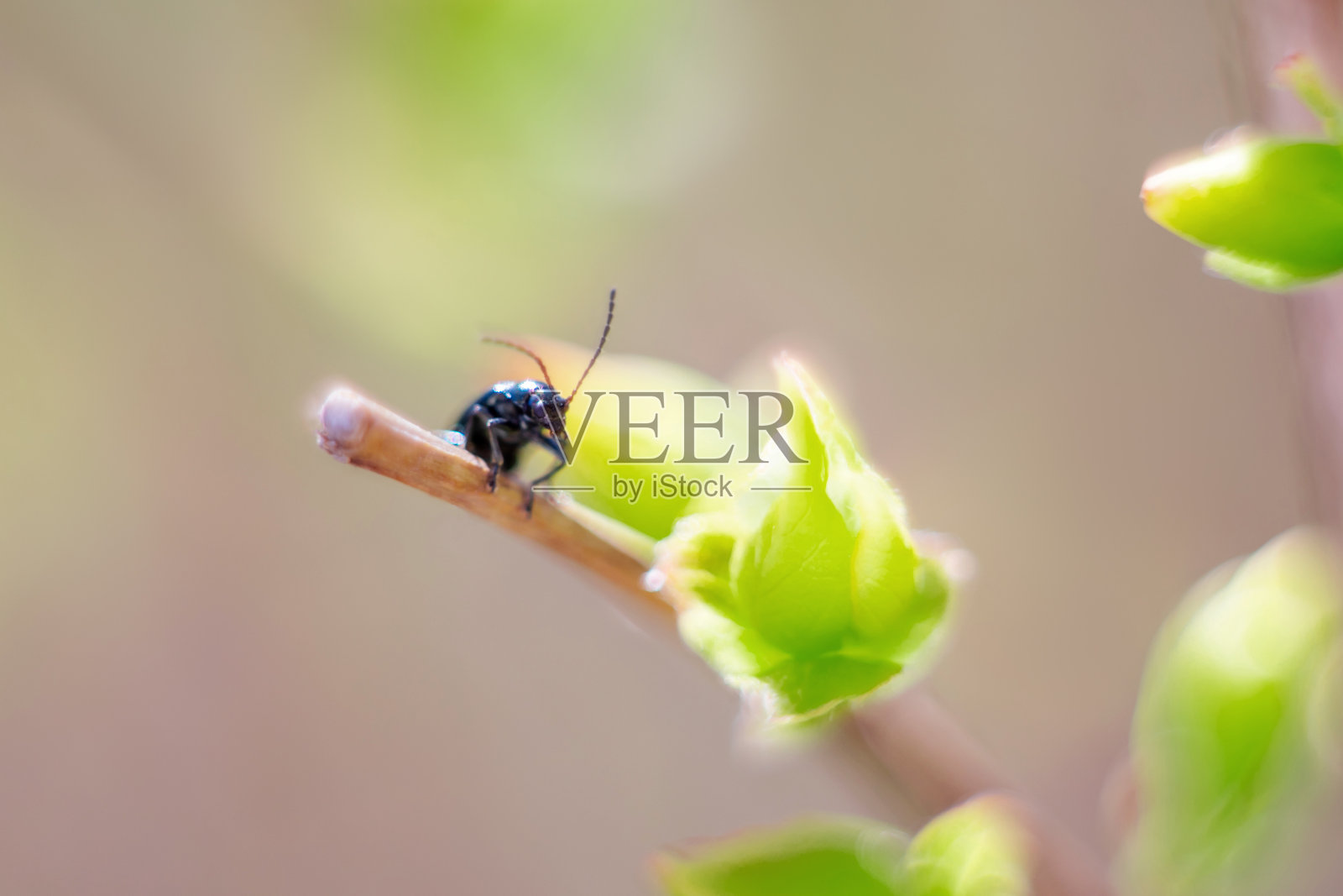 蚂蚁在叶子上，宏观的，选择性的聚焦。照片摄影图片