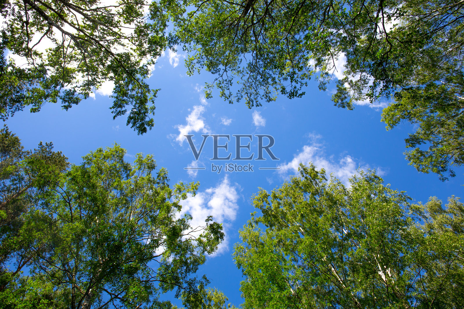 俄罗斯自然景观，绿野、绿树、蓝天照片摄影图片