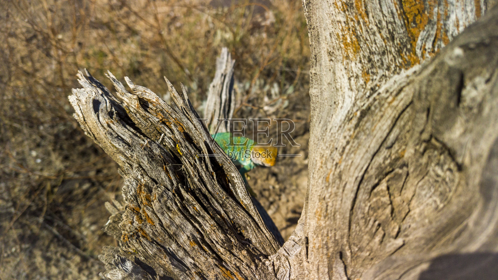 科罗拉多西部沙漠环境中的野生有色颈蜥蜴爬行动物照片摄影图片