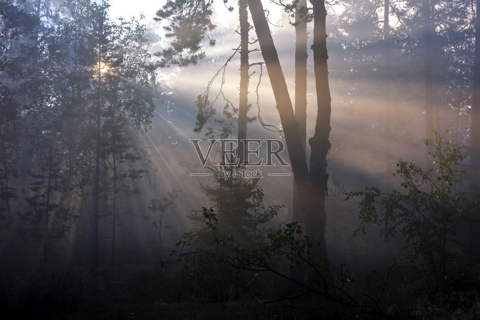在卡累利阿地峡，日出时雾蒙蒙的森林，有看得见的阳光照片摄影图片